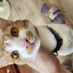 고양이를 찾습니다 코리아쇼트헤어 경기도 양주시