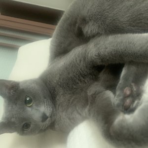 고양이를 찾습니다 러시안블루 서울특별시 강서구