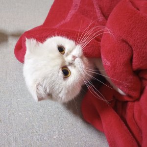 고양이 주인을 찾습니다 기타묘종 경기도 안산시 상록구