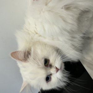 고양이 주인을 찾습니다 터키시앙고라 서울특별시 중랑구