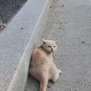 고양이 주인을 찾습니다 기타묘종 경기도 남양주시