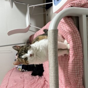 고양이를 찾습니다 코리아쇼트헤어 인천광역시 연수구
