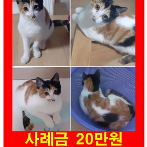 고양이를 찾습니다 코리아쇼트헤어 대전광역시 중구