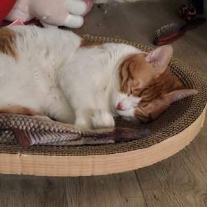 고양이 주인을 찾습니다 기타묘종 인천광역시 미추홀구