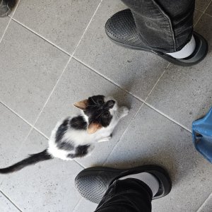 고양이 주인을 찾습니다 기타묘종 경상북도 포항시 북구