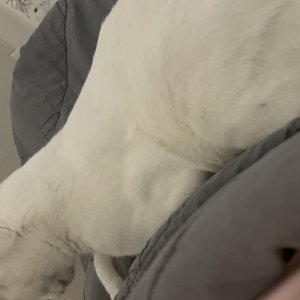 고양이를 찾습니다 코리아쇼트헤어 대전광역시 동구