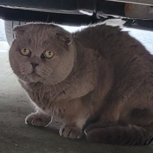 고양이 주인을 찾습니다 스코티시폴드 대전광역시 중구