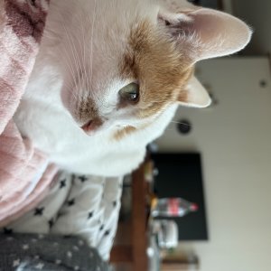 고양이를 찾습니다 코리아쇼트헤어 전라북도 전주시 완산구