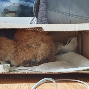 고양이 주인을 찾습니다 기타묘종 대구광역시 북구