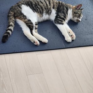 고양이 주인을 찾습니다 코리아쇼트헤어 경기도 안성시