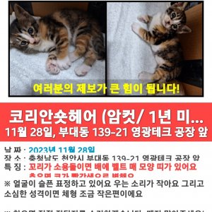 고양이를 찾습니다 코리아롱헤어 충청남도 천안시 서북구