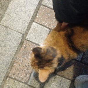 고양이 주인을 찾습니다 기타묘종 부산광역시 사상구