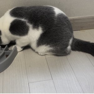고양이를 찾습니다 브리티시쇼트헤어 경상북도 김천시