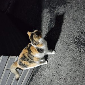 고양이 주인을 찾습니다 기타묘종 경기도 이천시