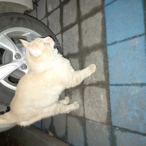 고양이 주인을 찾습니다 기타묘종 경기도 화성시