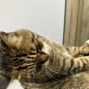 고양이 주인을 찾습니다 코리아쇼트헤어 경기도 양주시