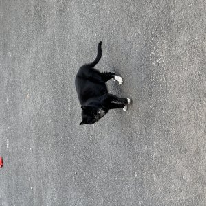 고양이 주인을 찾습니다 기타묘종 경기도 부천시 원미구