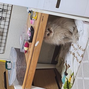 고양이 주인을 찾습니다 페르시안 대구광역시 수성구