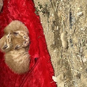 고양이 주인을 찾습니다 기타묘종 대전광역시 대덕구