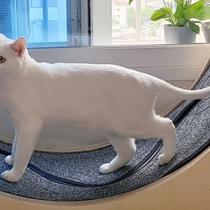 고양이를 찾습니다 믹스묘 인천광역시 미추홀구