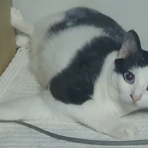 고양이를 찾습니다 코리아쇼트헤어 울산광역시 남구