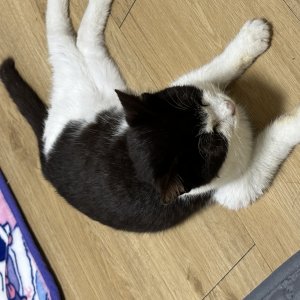고양이 주인을 찾습니다 믹스묘 강원도 동해시