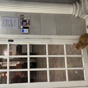 고양이 주인을 찾습니다 기타묘종 전라북도 전주시 덕진구