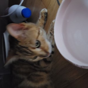고양이 주인을 찾습니다 벵갈캣 대구광역시 달서구