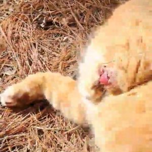 고양이 주인을 찾습니다 코리아쇼트헤어 경기도 포천시