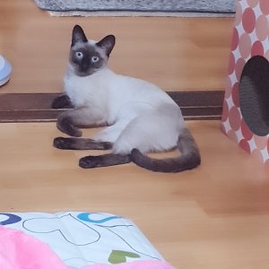 고양이를 찾습니다 샴 경기도 안산시 상록구