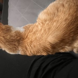 고양이 주인을 찾습니다 코리아쇼트헤어 경기도 평택시