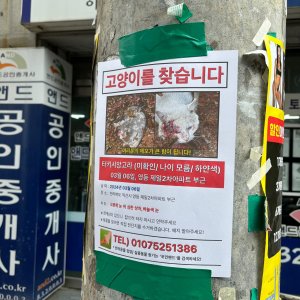고양이를 찾습니다 터키시앙고라 전라북도 익산시