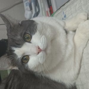 고양이를 찾습니다 브리티시쇼트헤어 대구광역시 동구