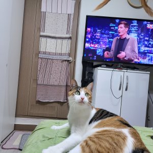 고양이를 찾습니다 코리아쇼트헤어 경기도 안산시 단원구