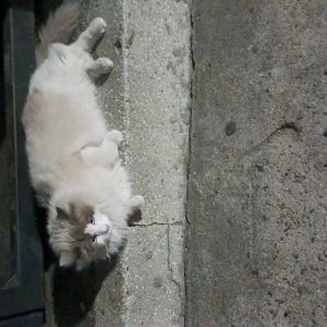 고양이 주인을 찾습니다 기타묘종 대구광역시 달서구