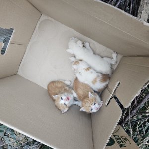 고양이 주인을 찾습니다 기타묘종 대구광역시 동구