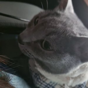 고양이를 찾습니다 러시안블루 경기도 부천시 원미구