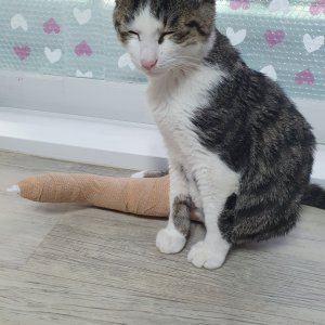 고양이를 찾습니다 코리아쇼트헤어 강원도 양구군