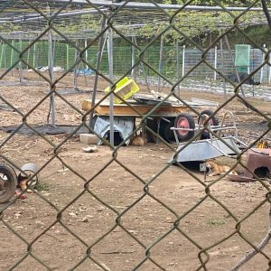고양이 주인을 찾습니다 코리아쇼트헤어 대구광역시 달서구