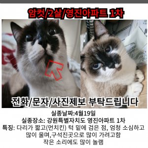 고양이를 찾습니다 먼치킨 강원도 강릉시