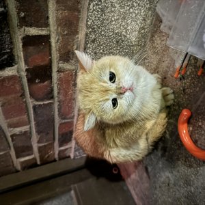 고양이 주인을 찾습니다 기타묘종 서울특별시 마포구