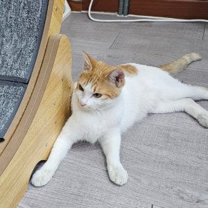 고양이를 찾습니다 코리아쇼트헤어 경기도 파주시