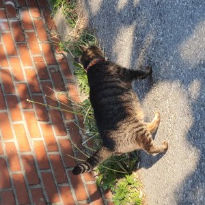고양이 주인을 찾습니다 코리아쇼트헤어 서울특별시 종로구