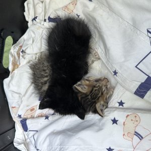 고양이 주인을 찾습니다 코리아쇼트헤어 인천광역시 미추홀구