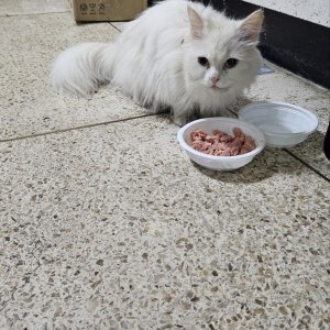 고양이 주인을 찾습니다 페르시안 서울특별시 구로구