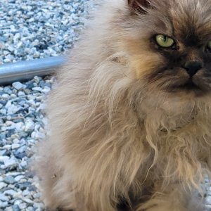 고양이 주인을 찾습니다 페르시안 충청북도 음성군