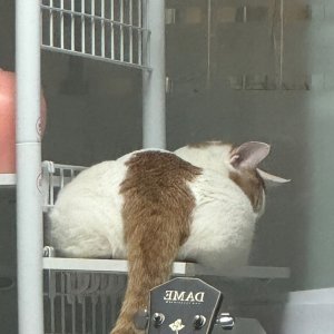 고양이를 찾습니다 코리아쇼트헤어 전라남도 담양군