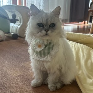 고양이를 찾습니다 페르시안 경기도 파주시