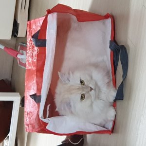 고양이를 찾습니다 페르시안 서울특별시 송파구