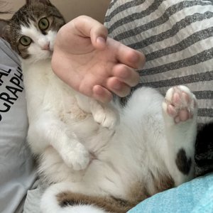 고양이를 찾습니다 코리아쇼트헤어 경기도 평택시